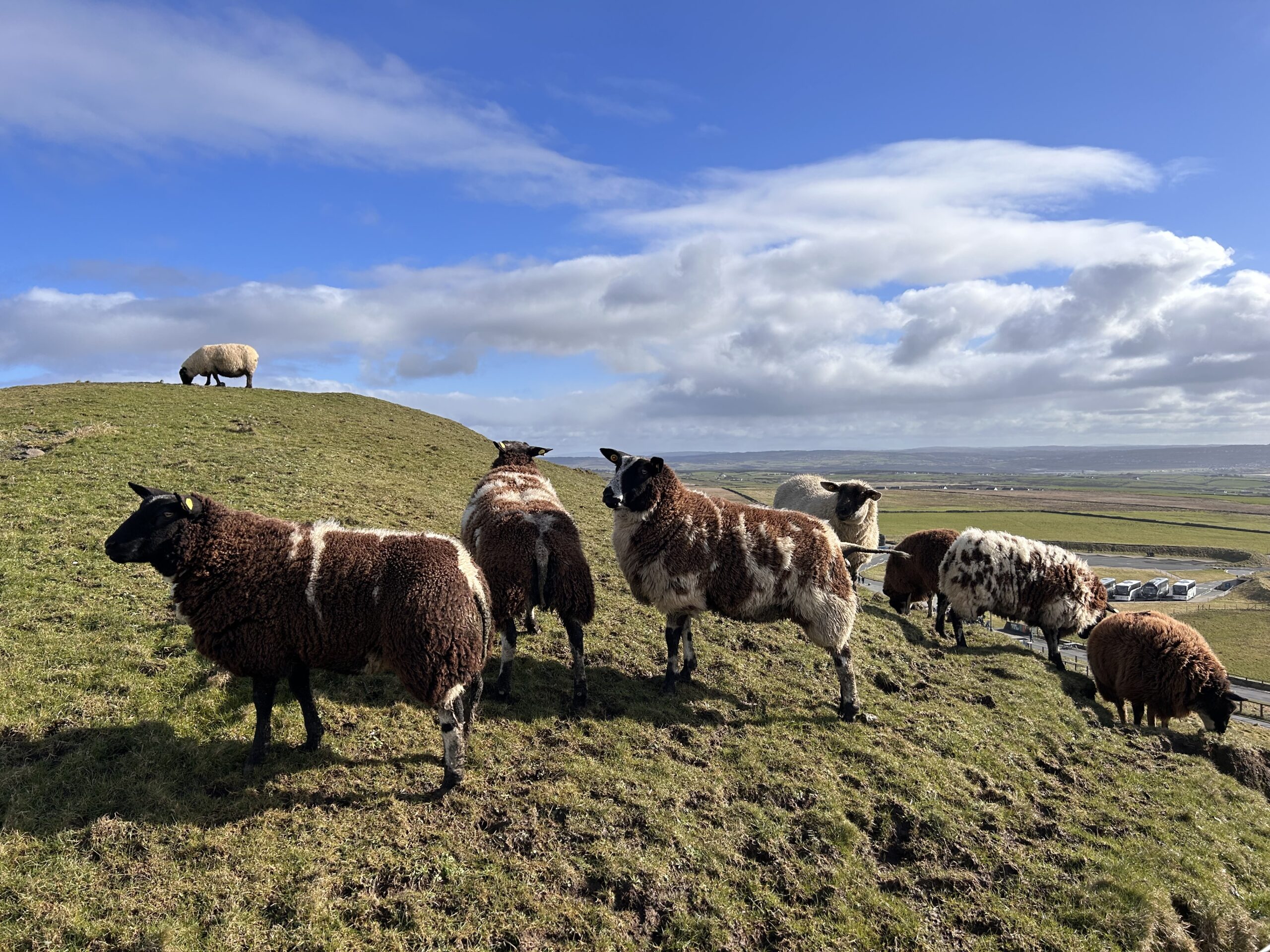 Sheepish Encounter in Ireland